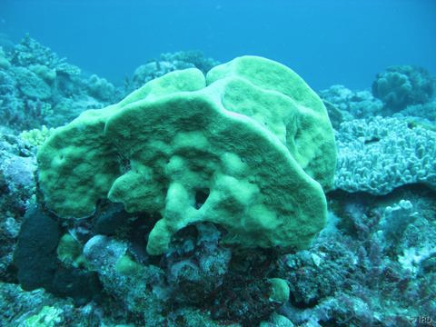  Pavona duerdeni (Frilly Coral)
